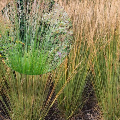 Molinia arundinacea 'Strahlenquelle' - Roog-sinihelmikas 'Strahlenquelle' P9/0,55L    